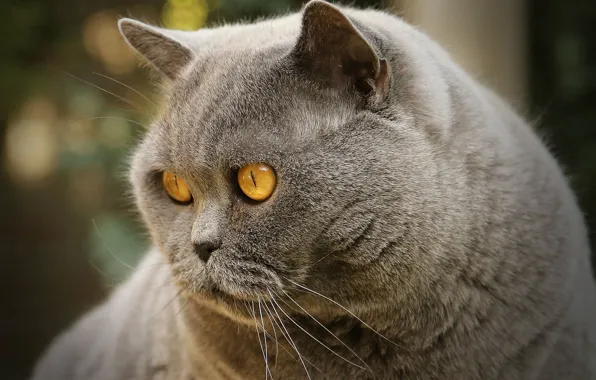Кот, взгляд, мордочка, котэ, важный, Британская короткошёрстная кошка