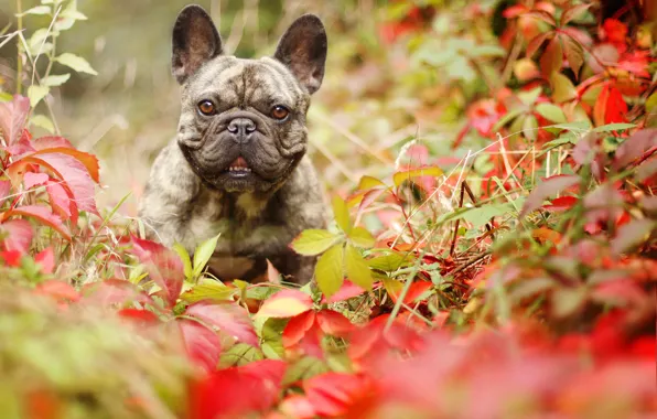 Картинка осень, взгляд, листья, собака, французский бульдог