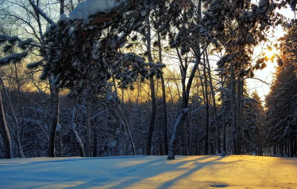 Картинка зима, лес, пейзаж