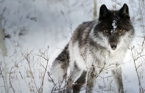 Картинка nature, predator, animal, wolf, wildlife, portrait, portrait., Canis lupus. face