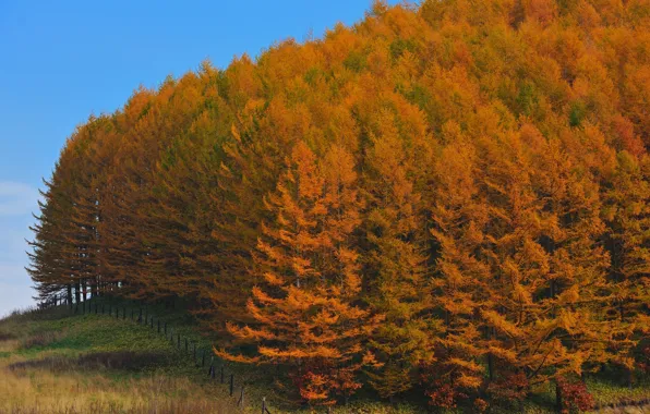 Картинка лес, деревья, япония, Осень