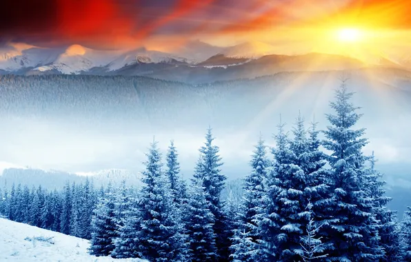 Картинка лес, солнце, снег, ёлки, сопки