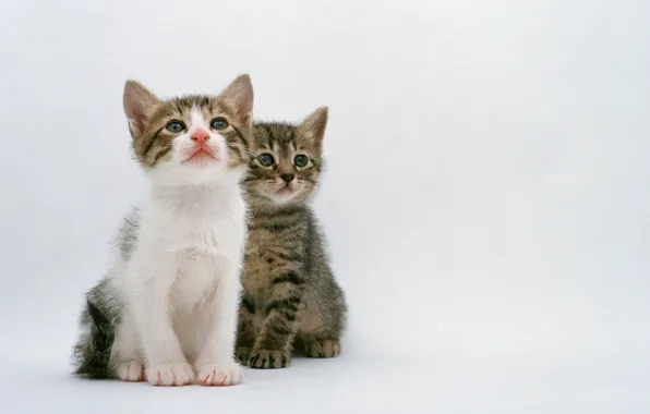Картинка кошка, кот, котенок, двое, cat