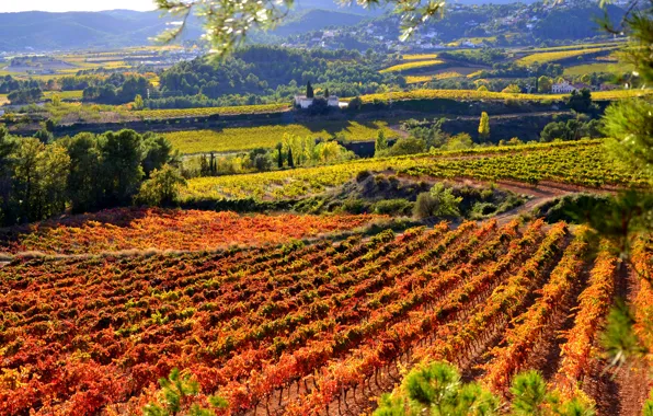 Картинка осень, поля, Испания, плантации, Catalonia