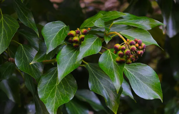 Dark, leaf, plant