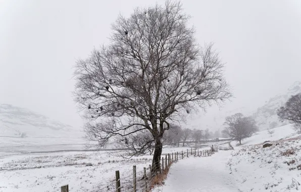 Road, winter, snow, tree, fog, fence, hill, branches