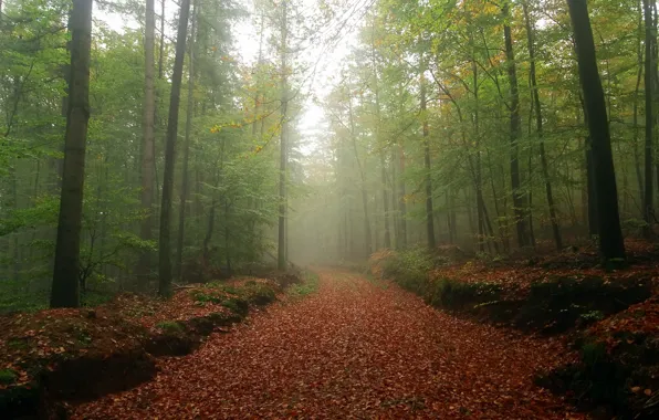 Дорога, осень, лес, деревья, листва, Германия, Germany, Palatinate