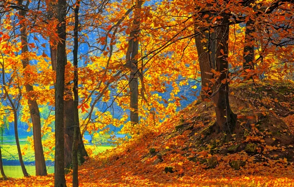 Картинка осень, листья, деревья, парк, скамья, водоем