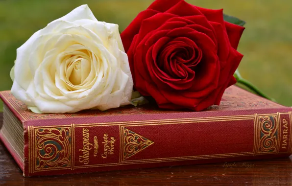 Картинка розы, книга, бутоны