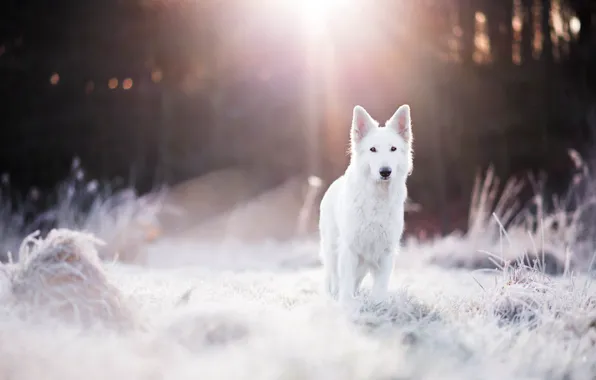 Картинка зима, иней, лес, трава, свет, собака, боке, швейцарская овчарка