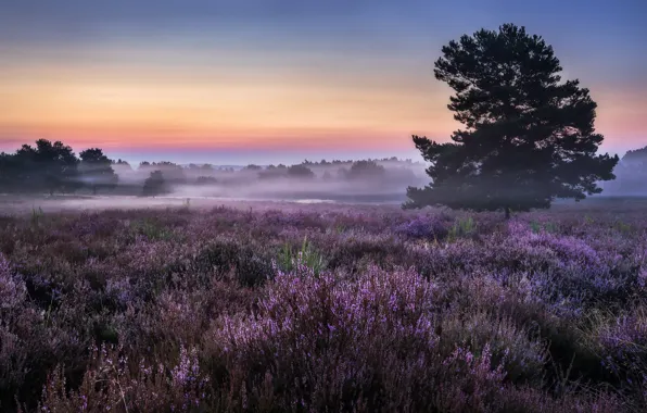 Поле, туман, утро