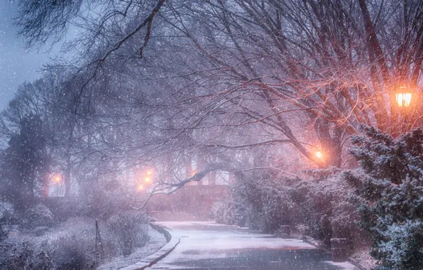 Картинка зима, снег, деревья, парк, фонари, дорожка, Yury Lugansky