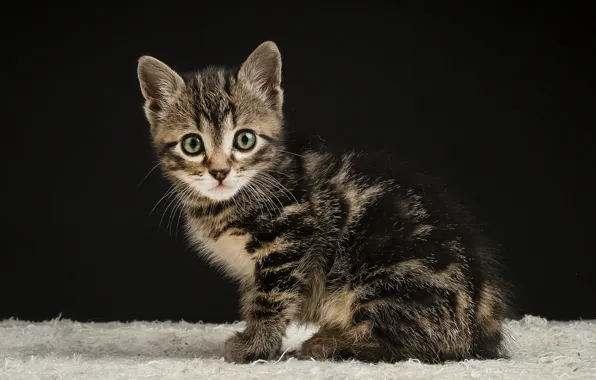Кошка, взгляд, темный фон, котенок, серый, мех, мордашка, сидит