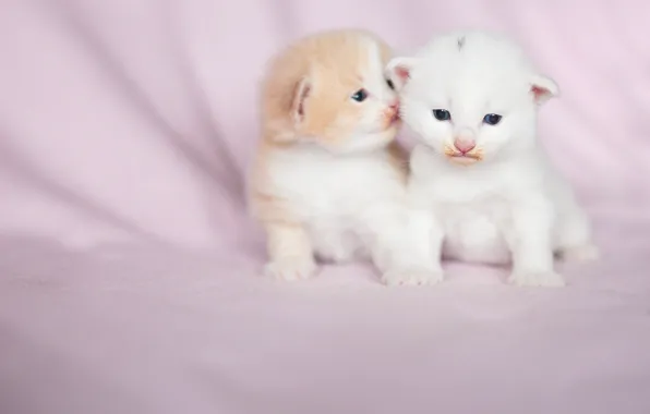Кошка, белый, взгляд, кошки, поза, котенок, вместе, котята