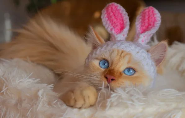 Кошка, белый, кот, взгляд, уют, котенок, заяц, портрет