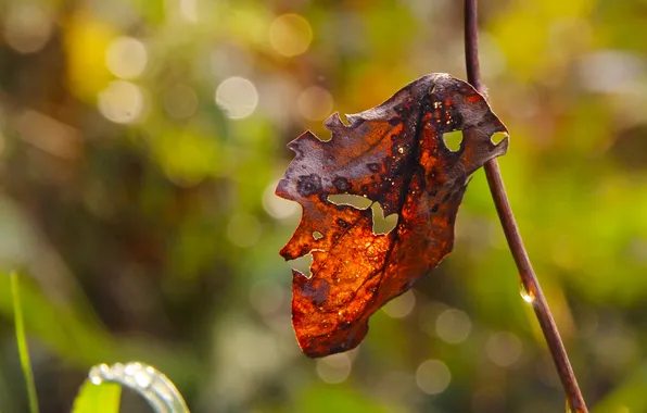 Autumn, leaf, fall, twig