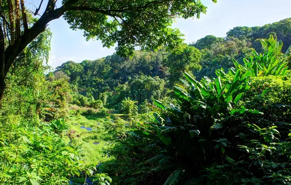 Природа, Nature, Tropical Forest, Тропический Лес