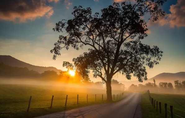 Дорога, восход, дерево, рассвет, поля, утро, Tennessee, Cades Cove