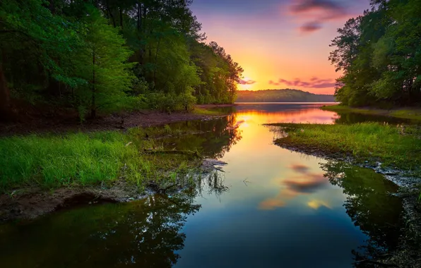 Картинка зелень, лес, лето, трава, закат, берег, водоем