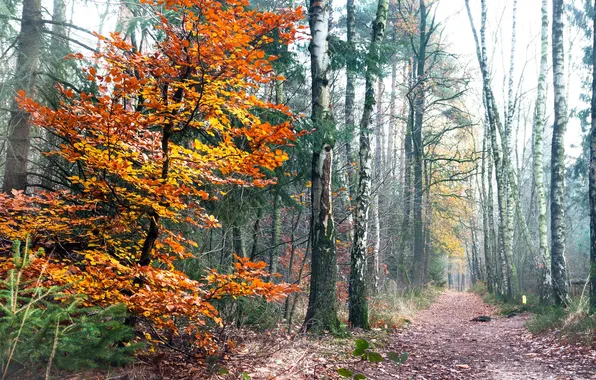 Осень, лес, природа