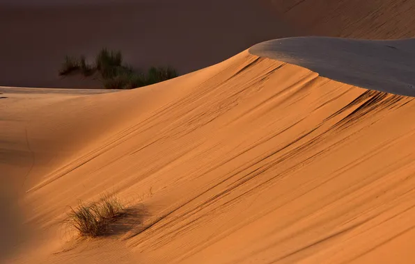 Картинка растительность, пустыня, дюны