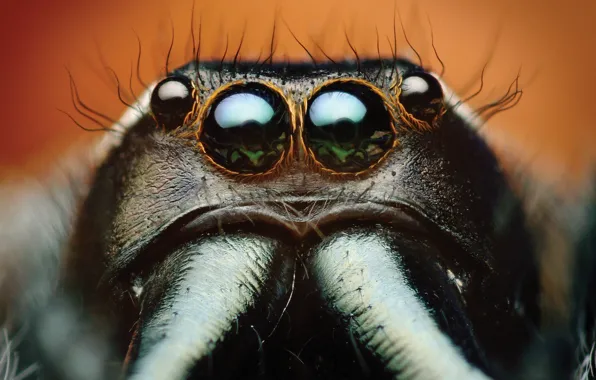 Картинка spider, eyes, macro, animal, Bagheera, spider Central America, Bagheera Kiplingi
