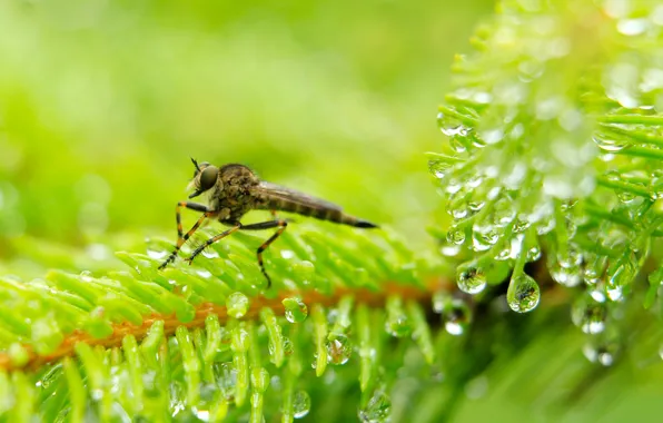 Drops, dew, insect, spruce, twig
