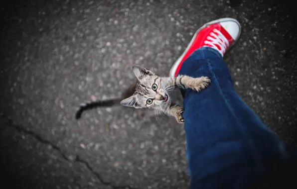 Кошка, взгляд, поза, котенок, человек, нога, мордашка