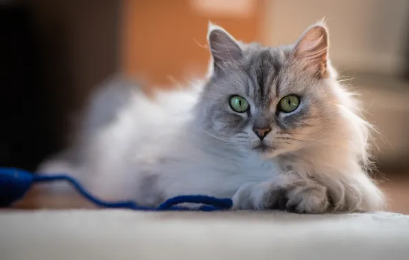 Кошка, кот, взгляд, поза, серый, пушистый, лежит, шнурок