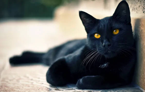 Глаза, кот, настроение, чёрный, мило, котик, красиво, хвост
