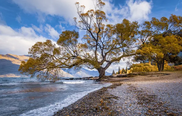 Озеро, дерево, Новая Зеландия, New Zealand