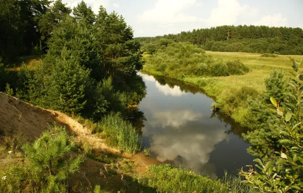 Зелень, трава, природа, река, прогулка, Кава