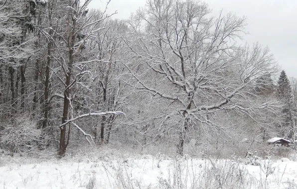 Зима, лес, небо, снег, пейзаж, природа, фон, widescreen