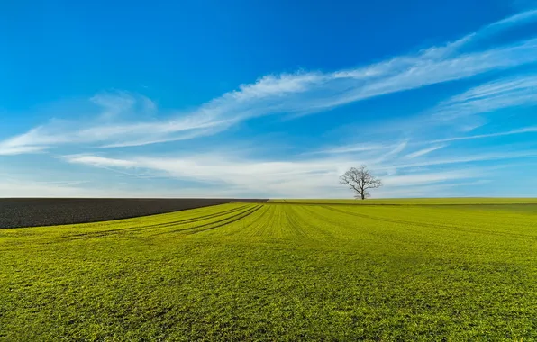 Поле, деревья, пейзаж
