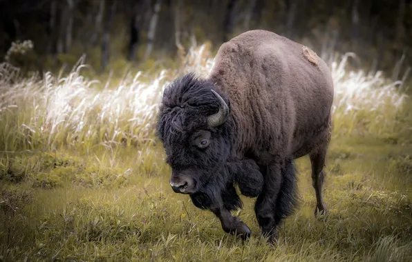 Природа, Bison, Elk Island National Park