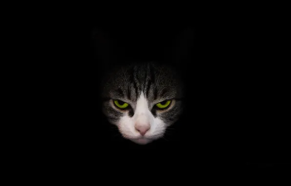 Кот, взгляд, чёрный фон