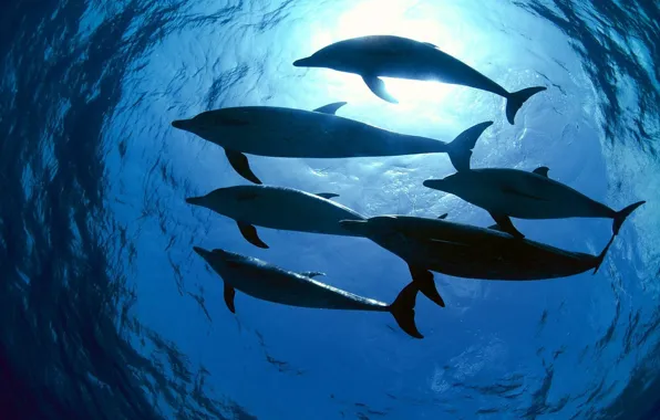 Картинка вода, свет, океан, стая, дельфины
