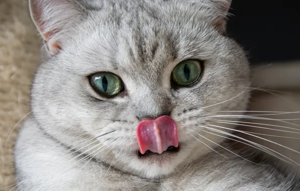Язык, кошка, взгляд, котенок, серый, портрет, мордашка, зеленые глаза