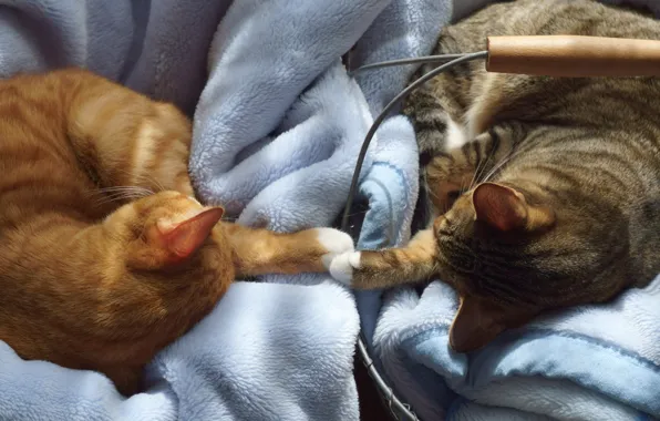 Кошка, кот, свет, кошки, поза, серый, коты, сон