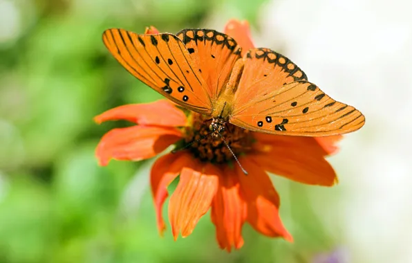 Картинка цветок, природа, обои, бабочка, крылья, лепестки