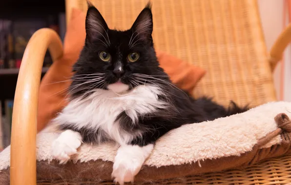 Кошка, взгляд, красавица