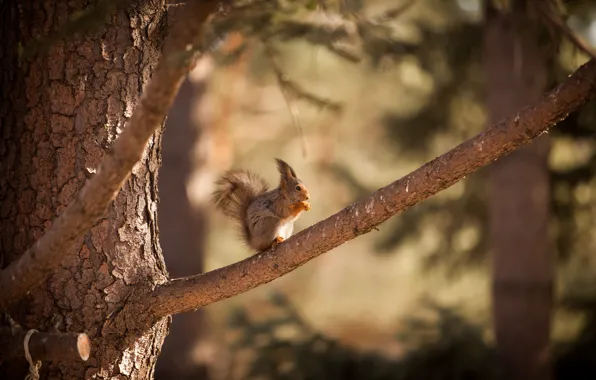 Природа, дерево, животное, белка, nature, tree, animal, squirrel