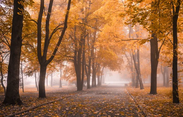 Картинка осень, листья, деревья, парк, nature, park, autumn, leaves