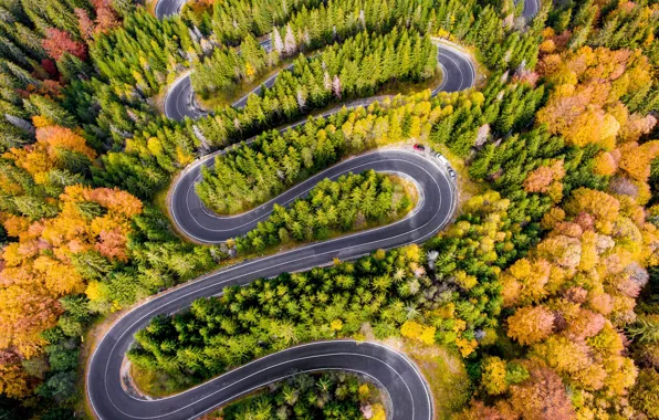 Картинка forest, road, trees, autumn, aerial view