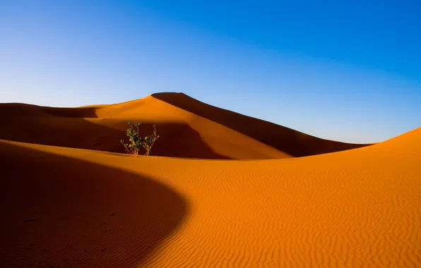 Картинка песок, небо, барханы, пустыня, куст, дюны