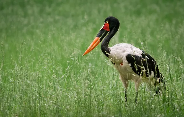 Природа, птица, Saddlebill Stork