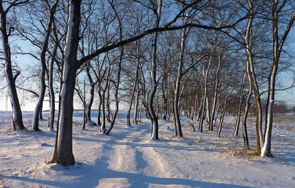 Зима, снег, деревья