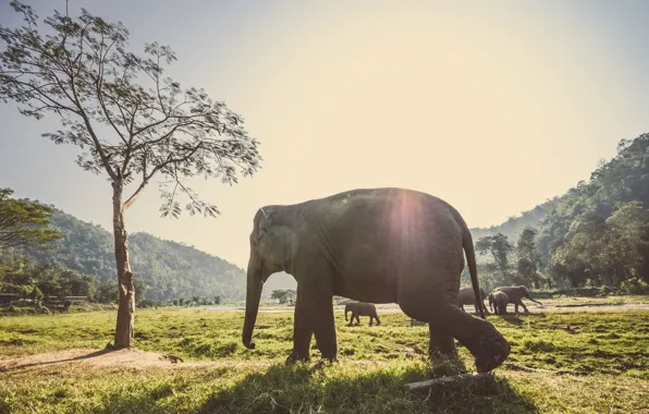 Картинка elephants, africa, elephant, herd, elephant walk