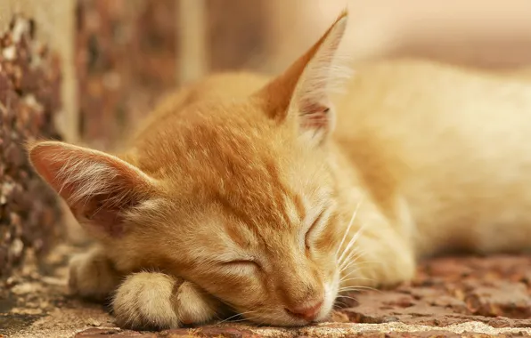 Картинка кот, отдых, сон, рыжий