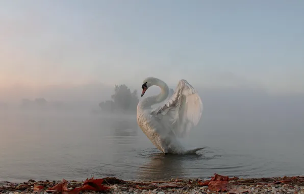 Картинка туман, утро, лебедь